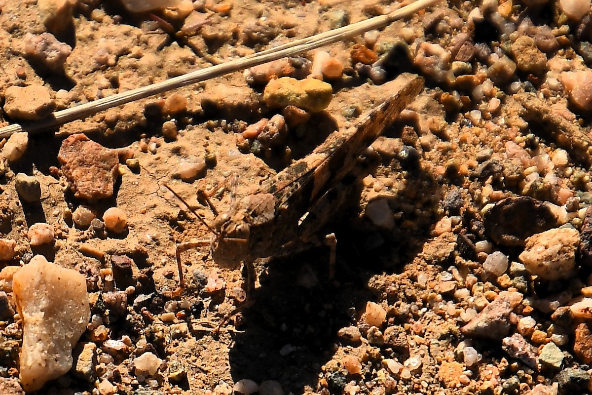 Pallid-winged Grasshopper - ML646920582