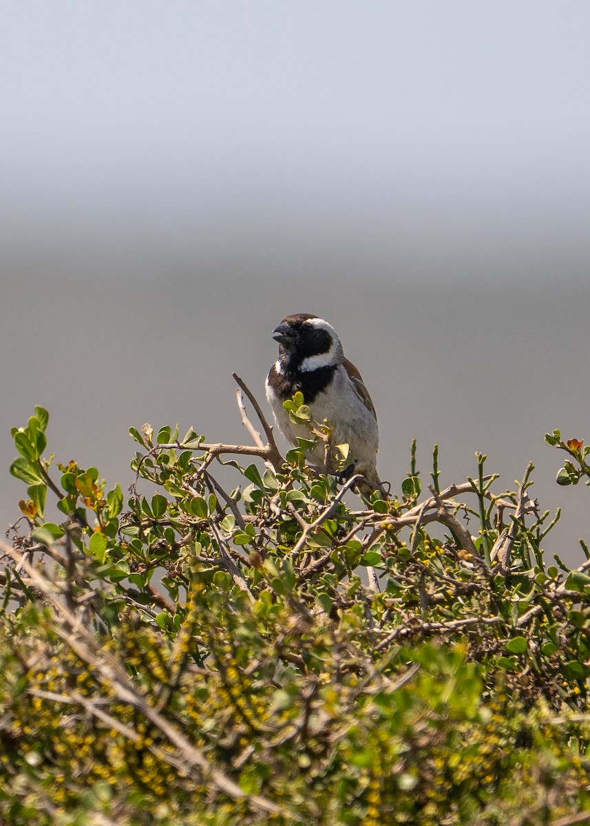 Cape Sparrow - ML646920583