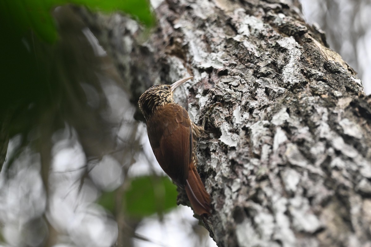 Grimpar de Souleyet - ML646920585