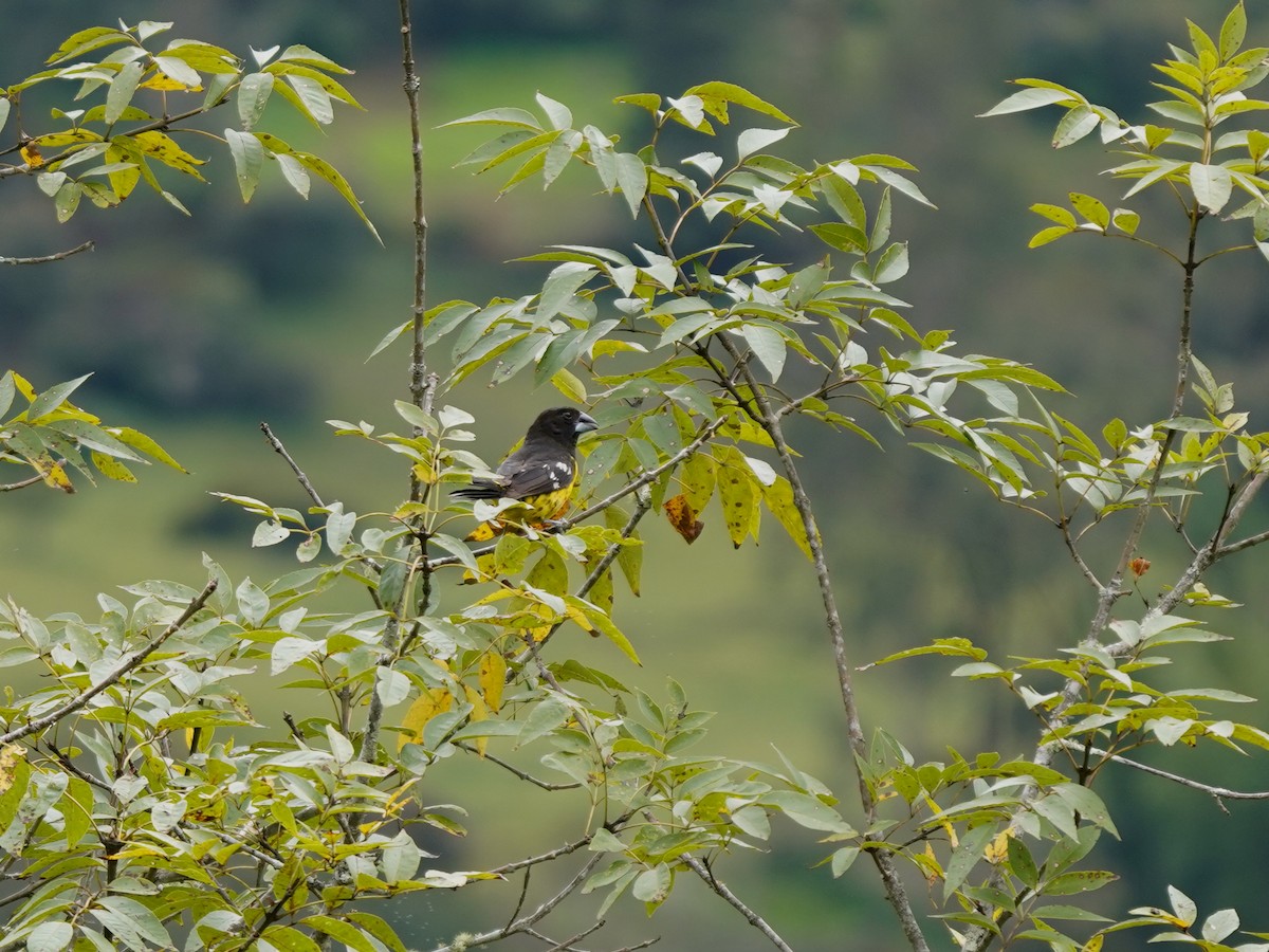 Кардинал-довбоніс золоточеревий - ML646920586