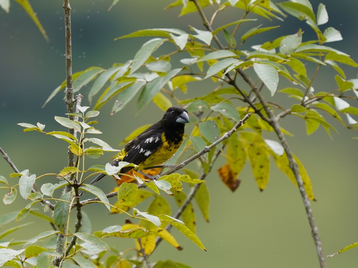 Кардинал-довбоніс золоточеревий - ML646920587