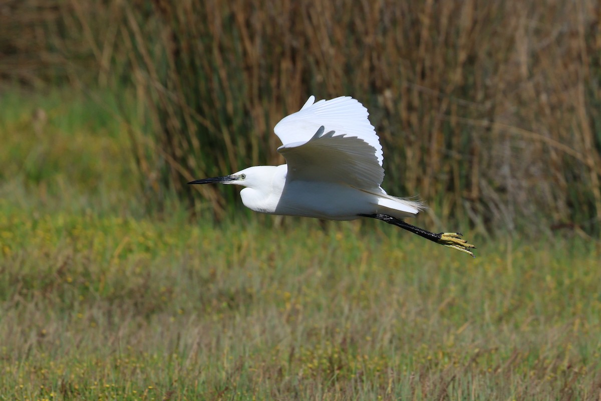 Little Egret - ML646920589