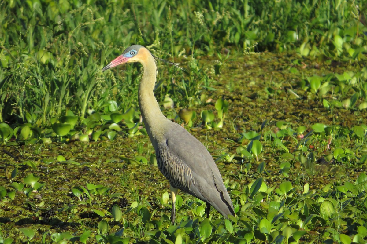 Whistling Heron - ML646920590