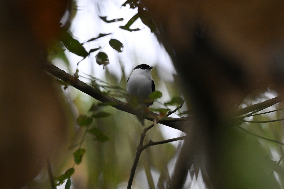 Manakin casse-noisette - ML646920591