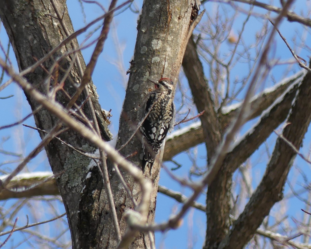 Yellow-bellied Sapsucker - ML646920593