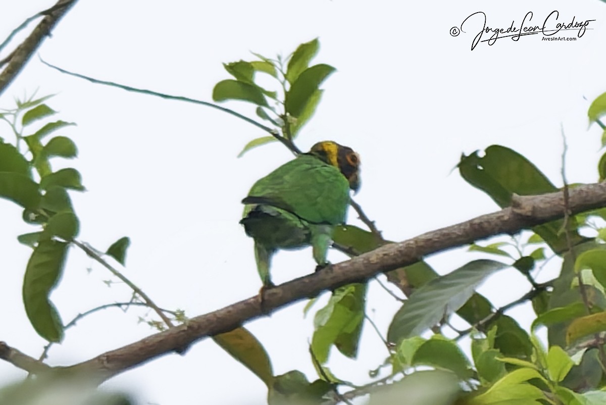 Vulturine Parrot - ML646920597