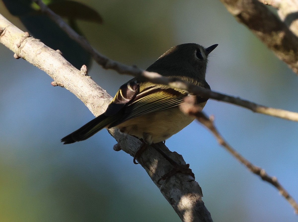Ruby-crowned Kinglet - ML646920601