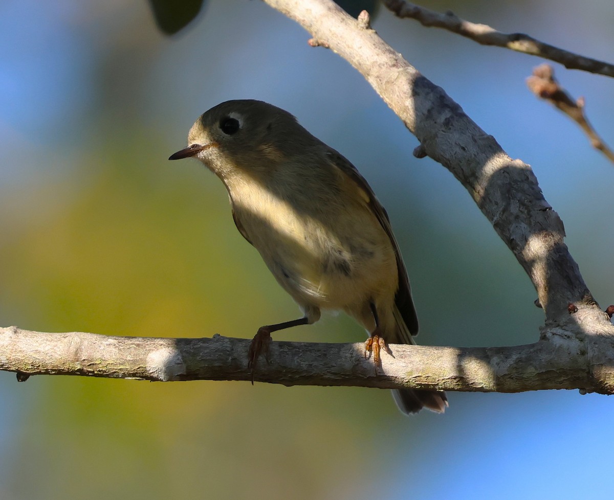 Ruby-crowned Kinglet - ML646920602
