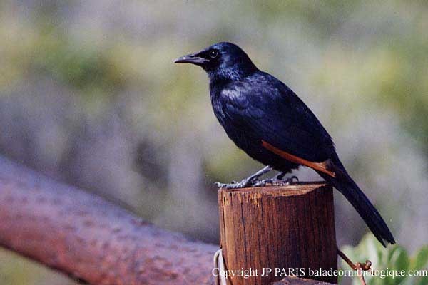 Red-winged Starling - ML646920603