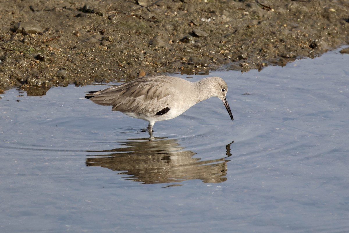 Boz Düdükçün (inornata) - ML646920608