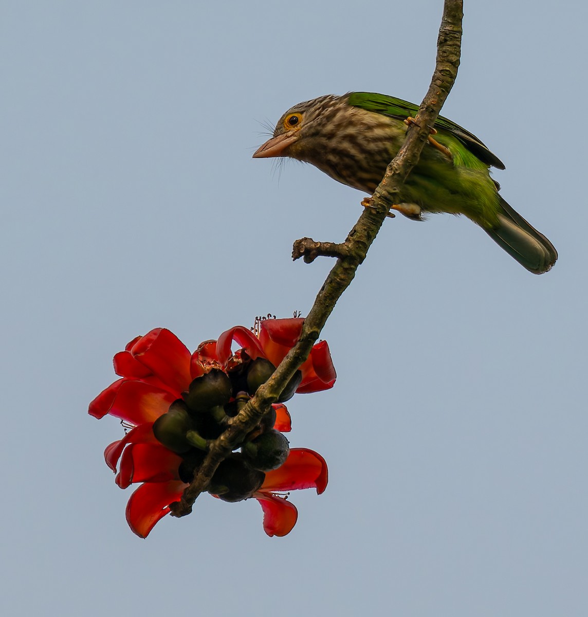 Lineated Barbet - ML646920610