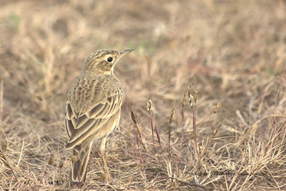Paddyfield Pipit - ML646920614
