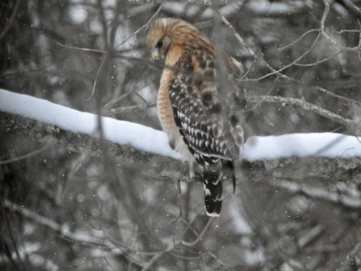 Red-shouldered Hawk - ML646920619