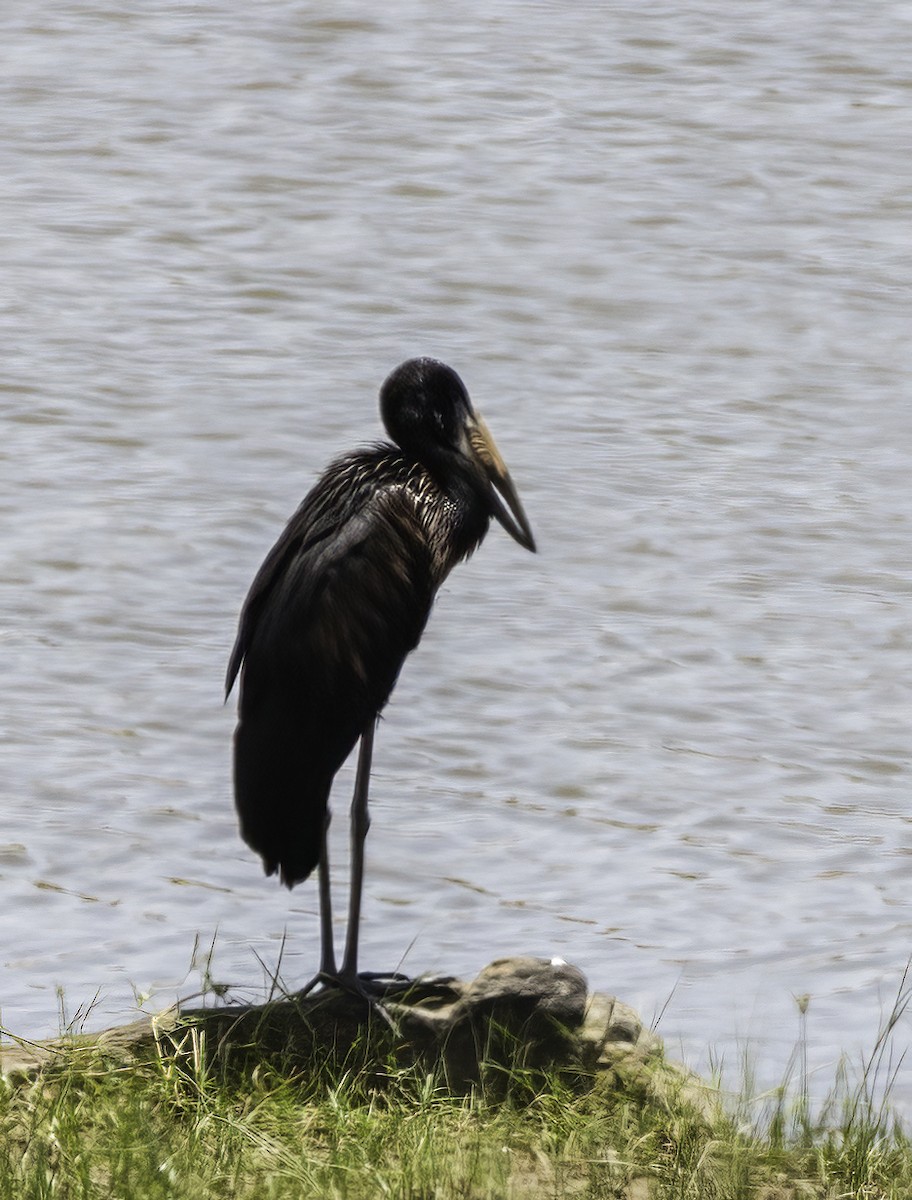 Лелека-молюскоїд африканський - ML646920631