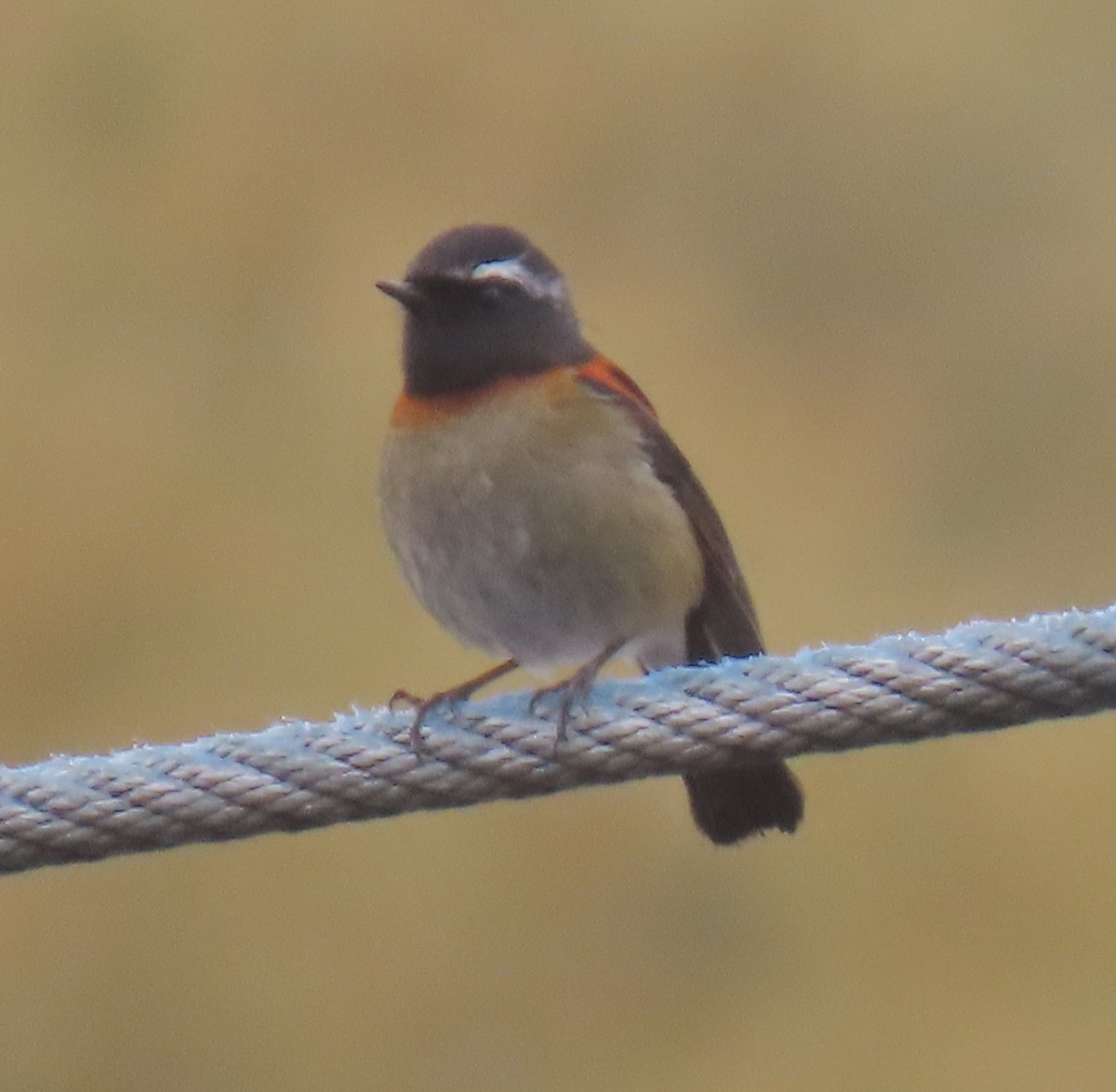 Collared Bush-Robin - ML646920633