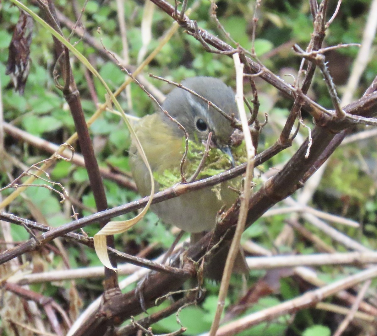 Collared Bush-Robin - ML646920634