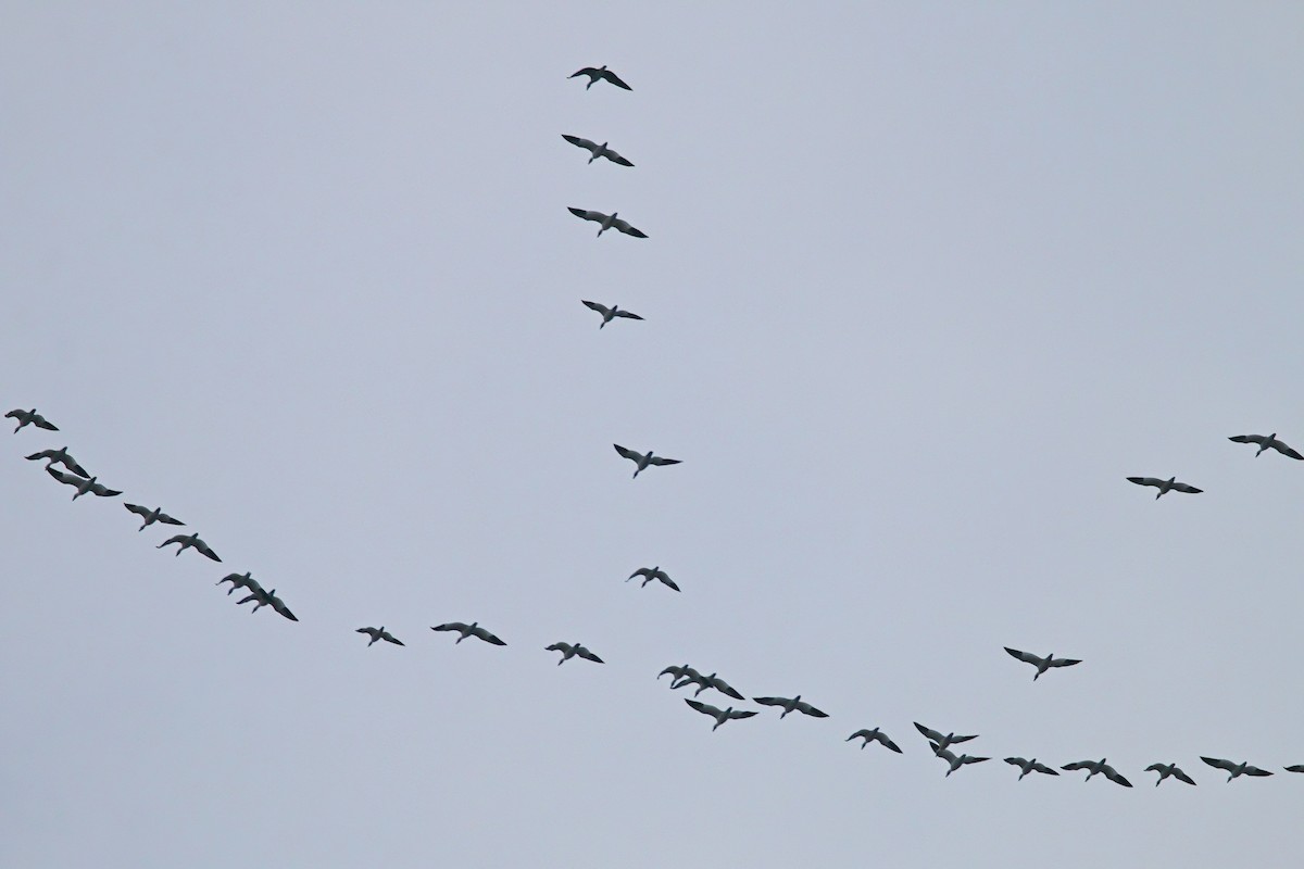 Ross's Goose - ML646920648