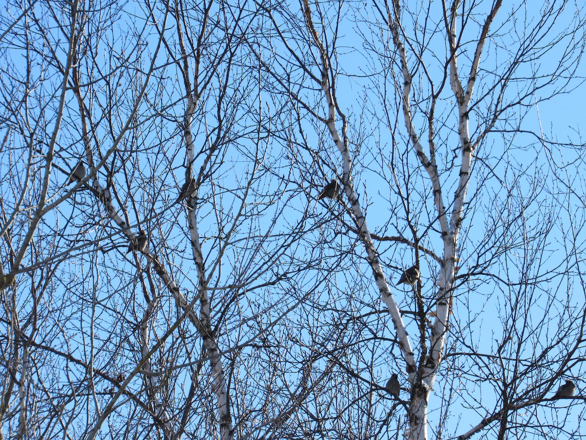 Bohemian Waxwing - ML646920649