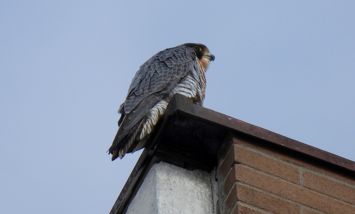 Сапсан - ML646920650