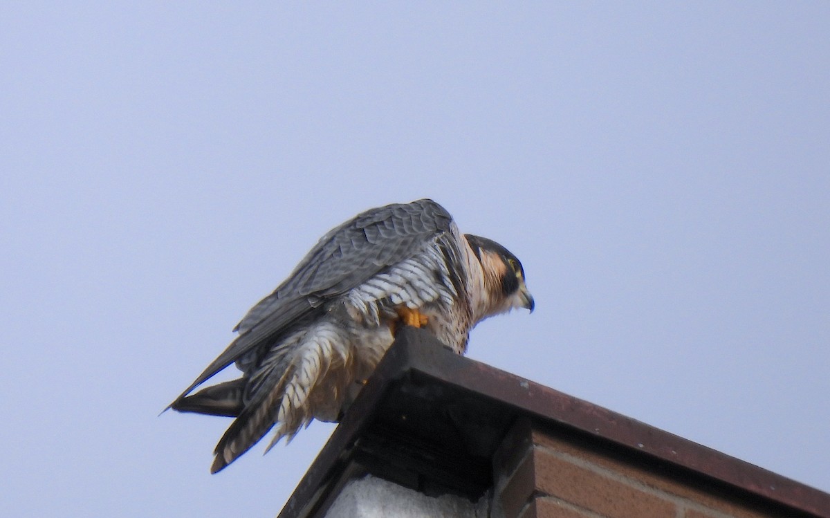 Сапсан - ML646920651