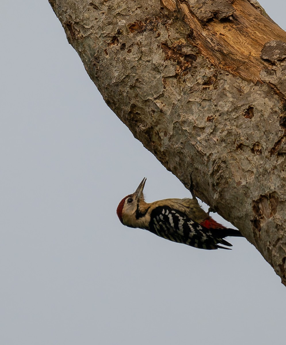 Fulvous-breasted Woodpecker - ML646920656