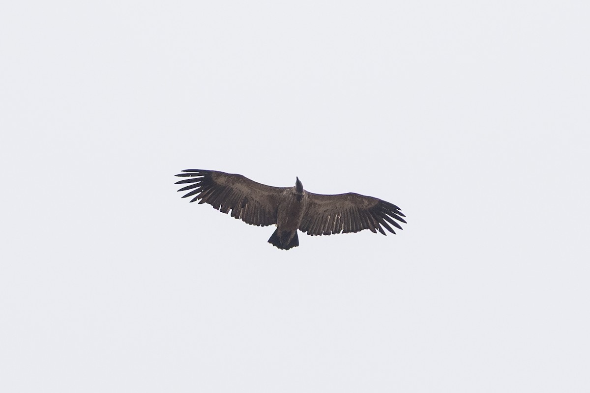 White-backed Vulture - ML646920658