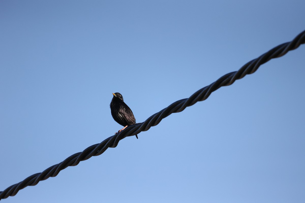 Spotless Starling - ML646920659