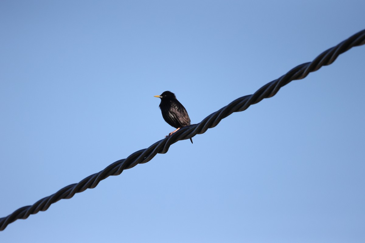 Spotless Starling - ML646920660