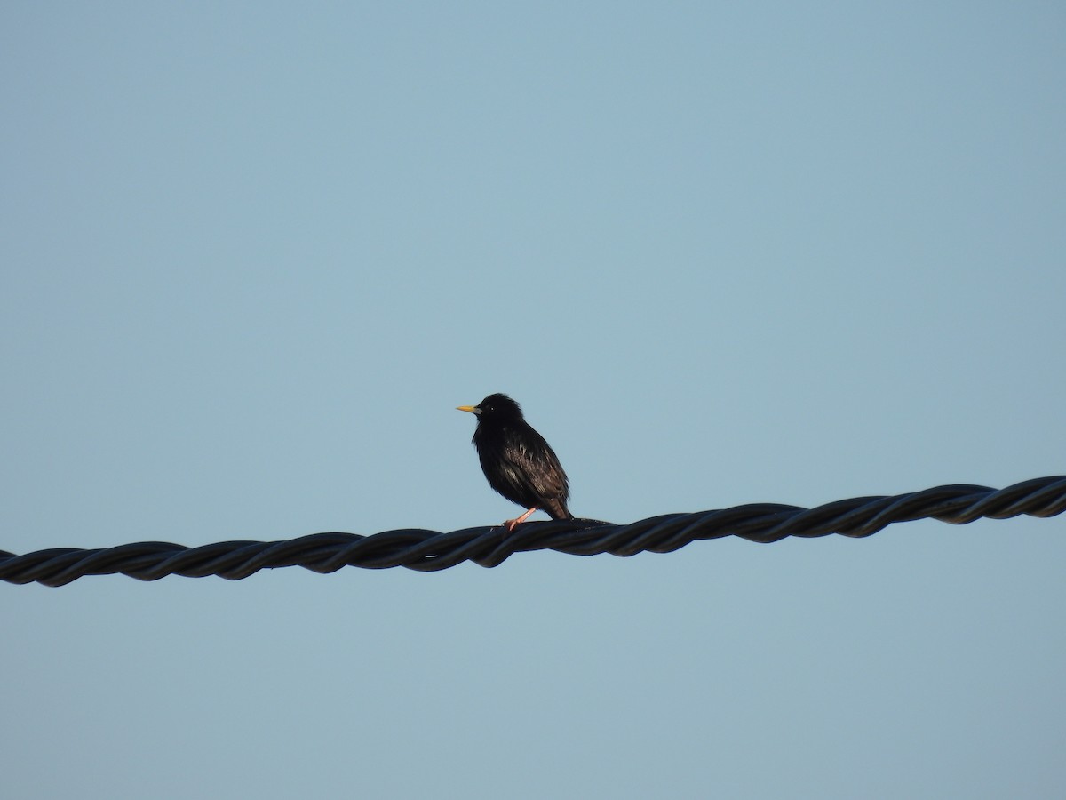 Spotless Starling - ML646920661