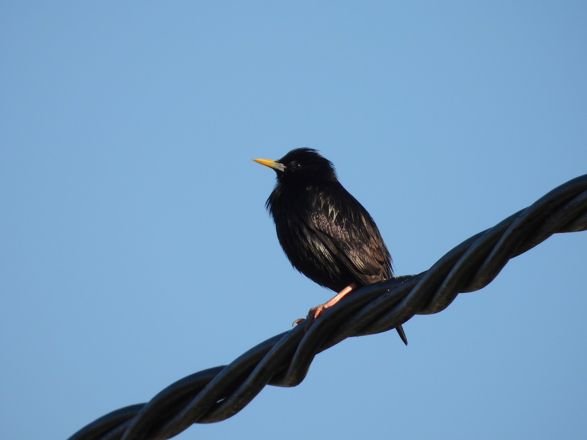 Spotless Starling - ML646920662