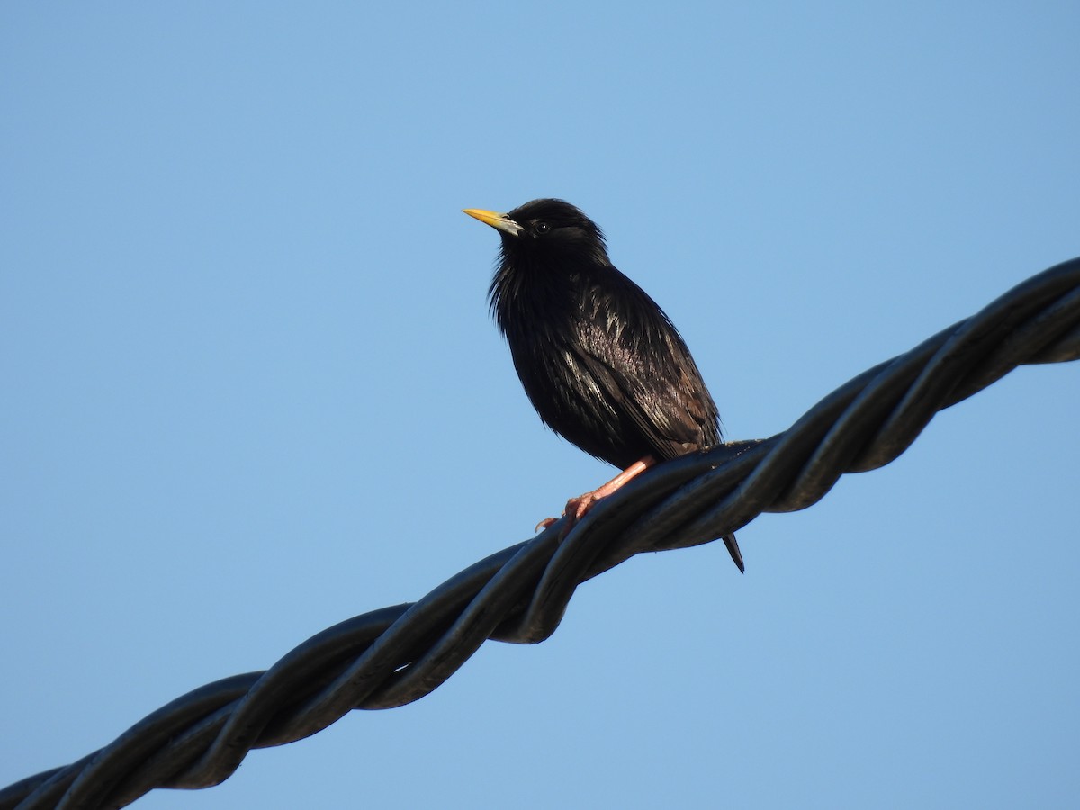 Spotless Starling - ML646920663