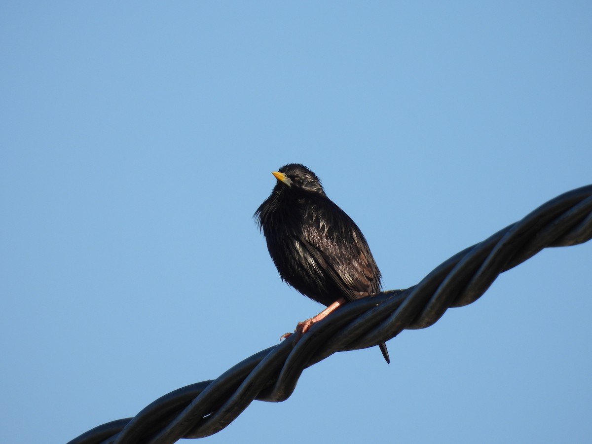 Spotless Starling - ML646920664