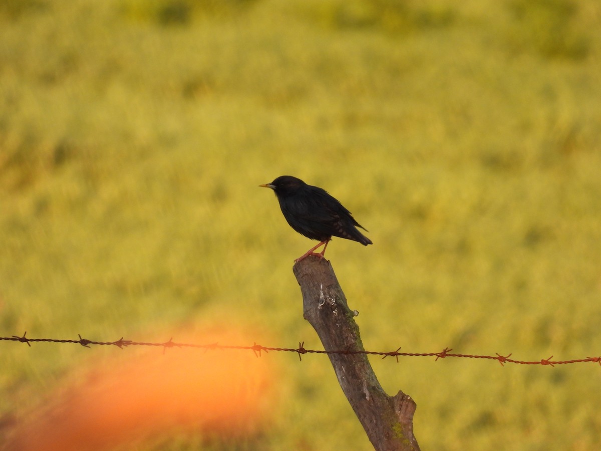 Spotless Starling - ML646920665