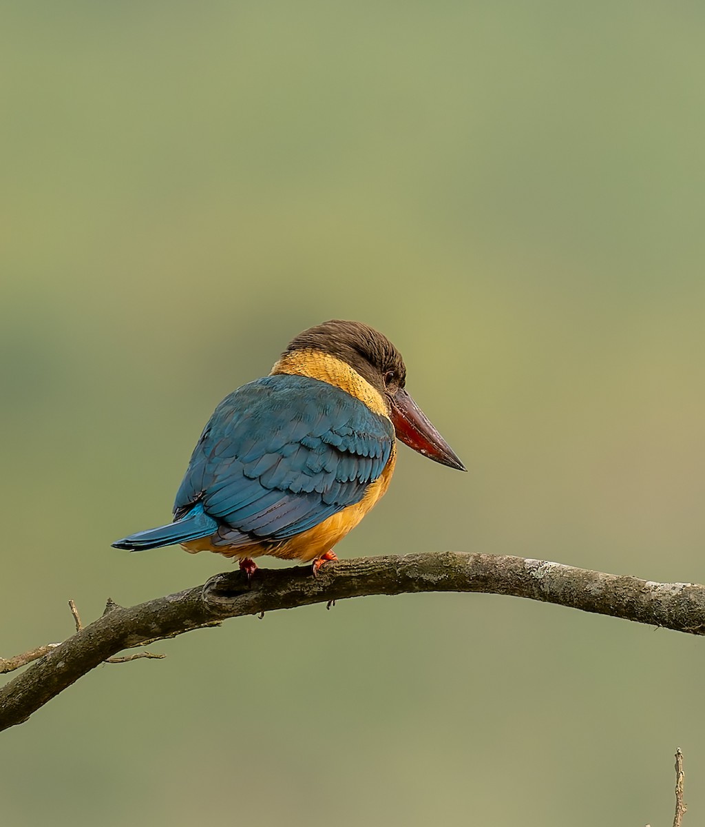 Аистоклювый гуриал - ML646920667