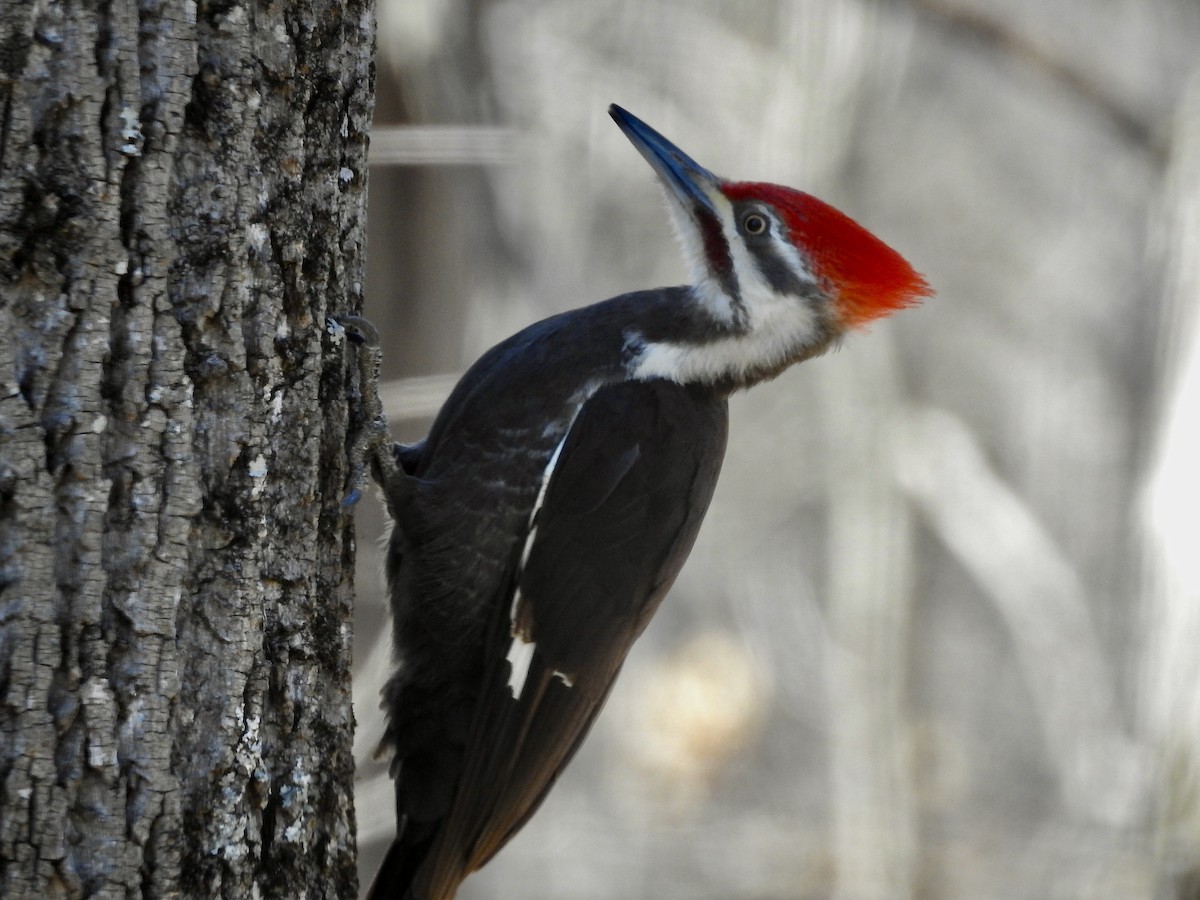 Pileated Woodpecker - ML646920668