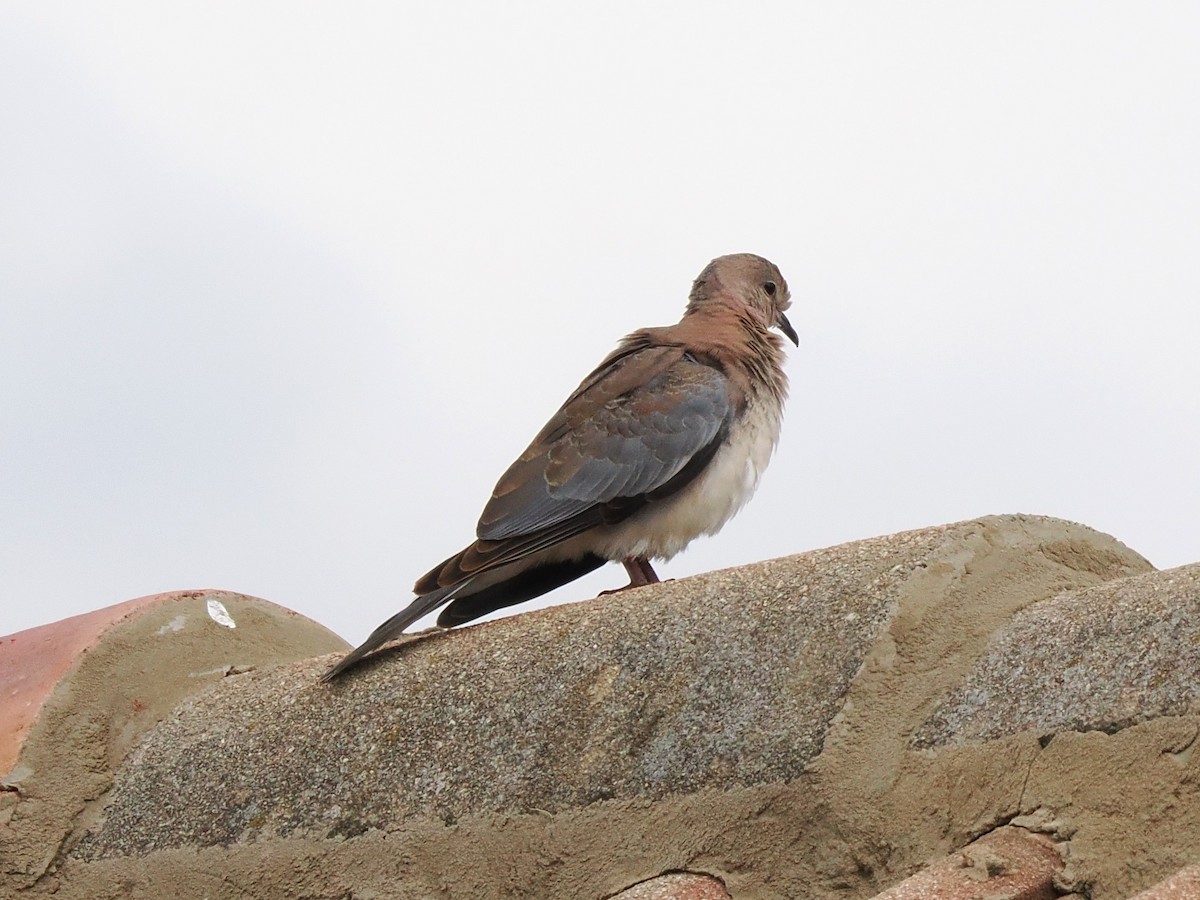 צוצלת - ML646920669