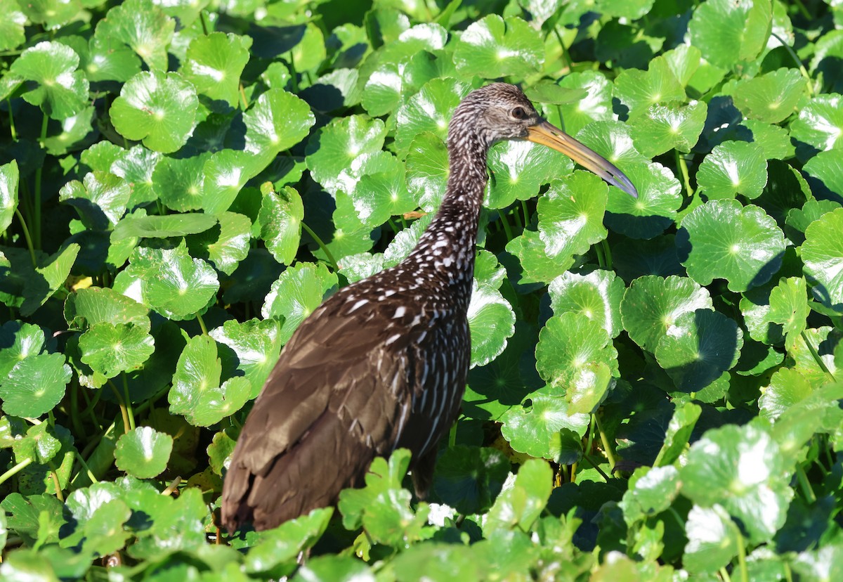Limpkin - ML646920671