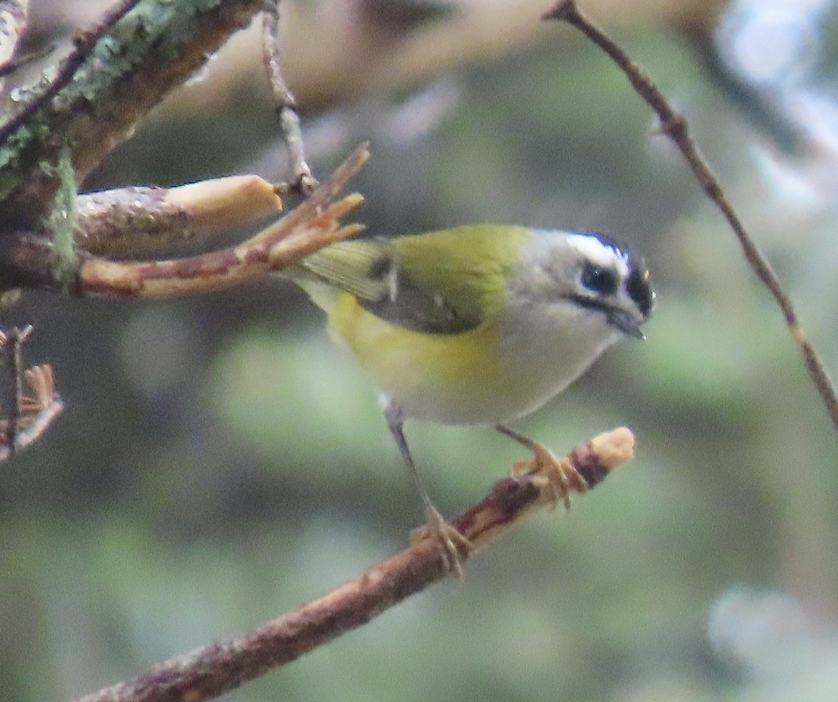 Flamecrest - ML646920673