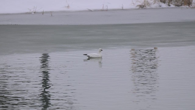 Ross's Goose - ML646920676