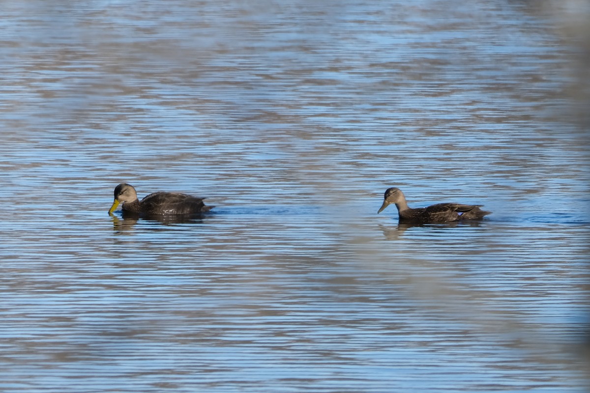 kachna tmavá - ML646920683