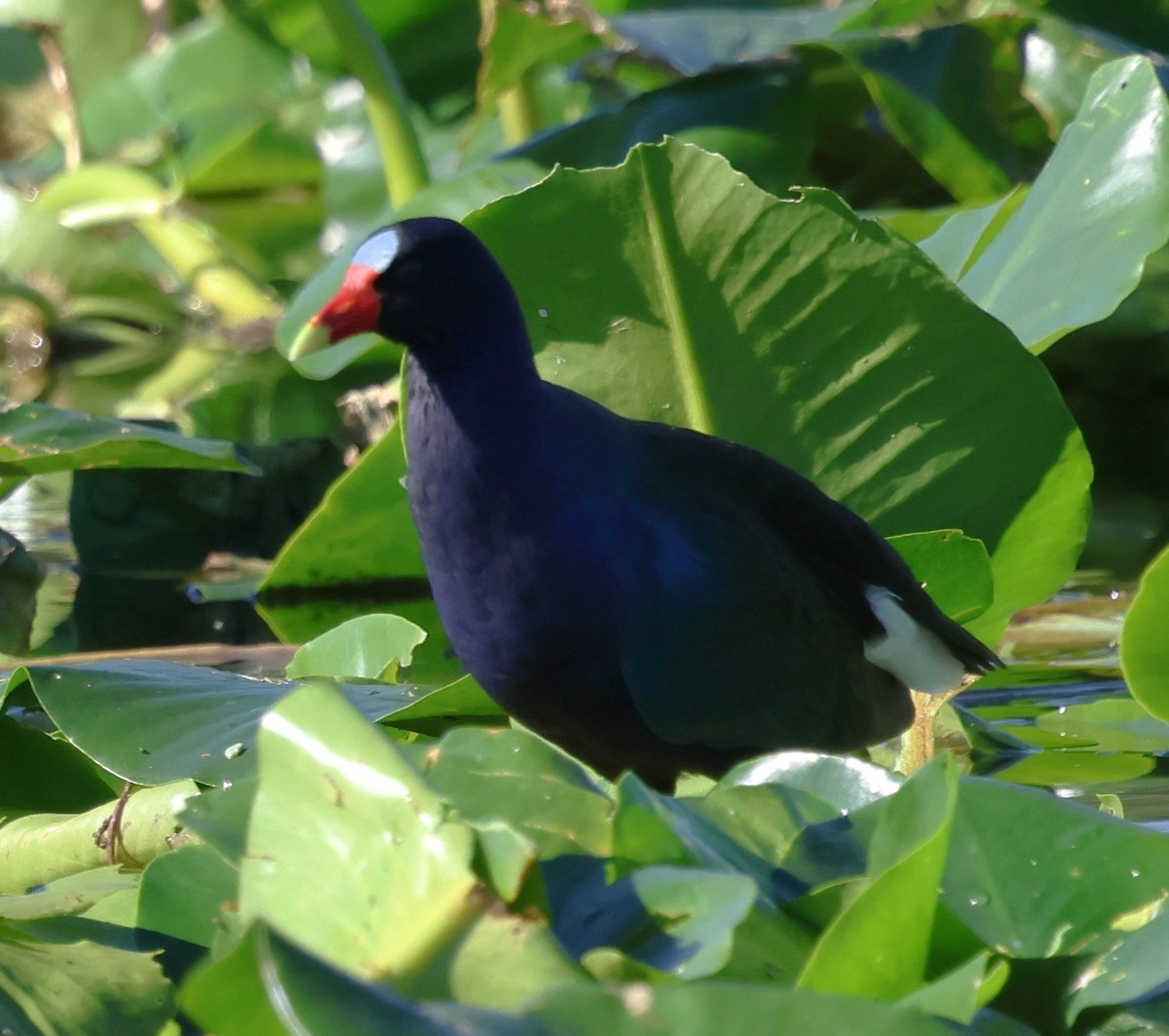 Pollo sultano della Martinica - ML646920687