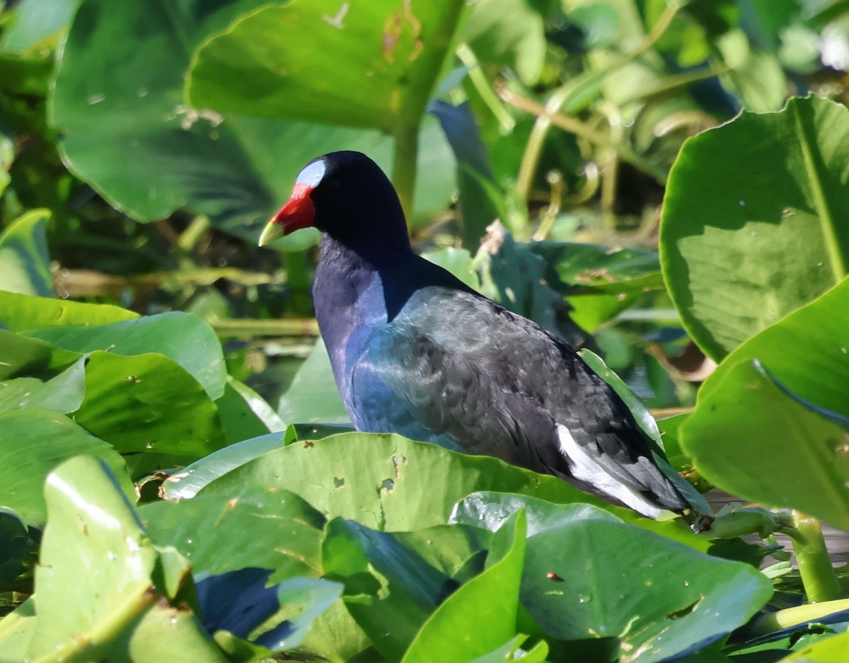 Pollo sultano della Martinica - ML646920688