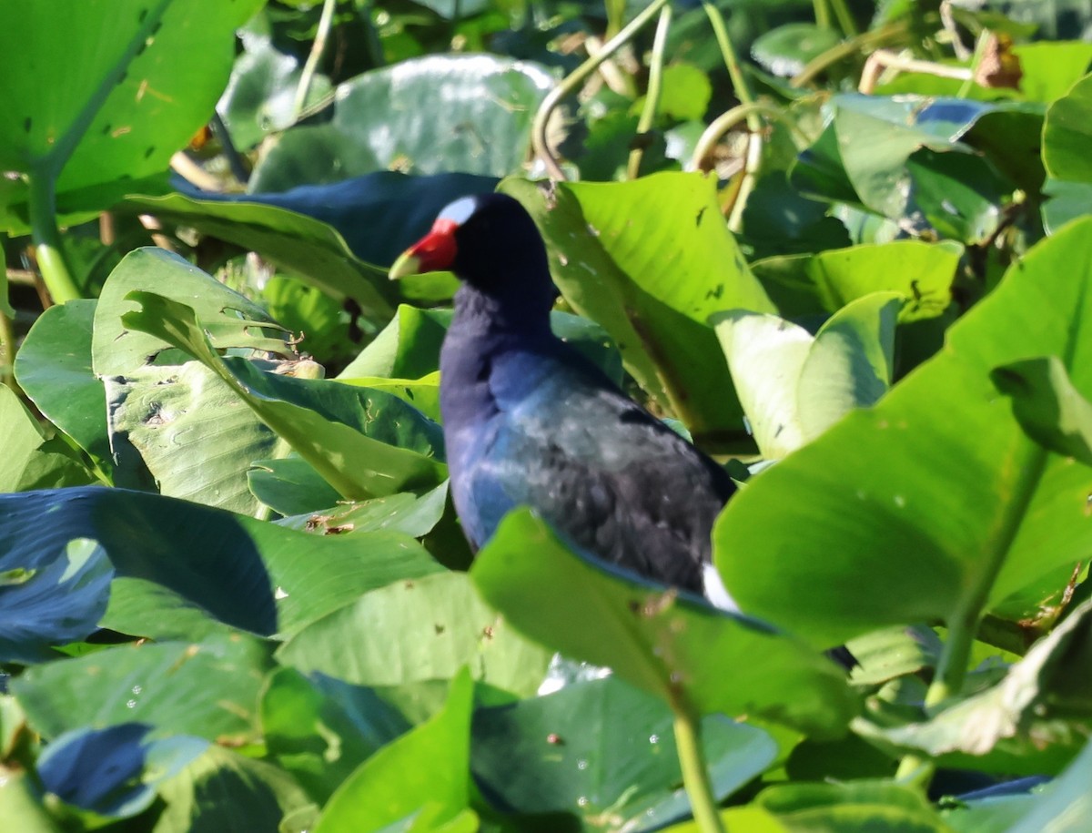 Pollo sultano della Martinica - ML646920689