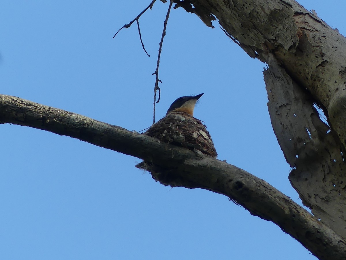 Leaden Flycatcher - ML646920712