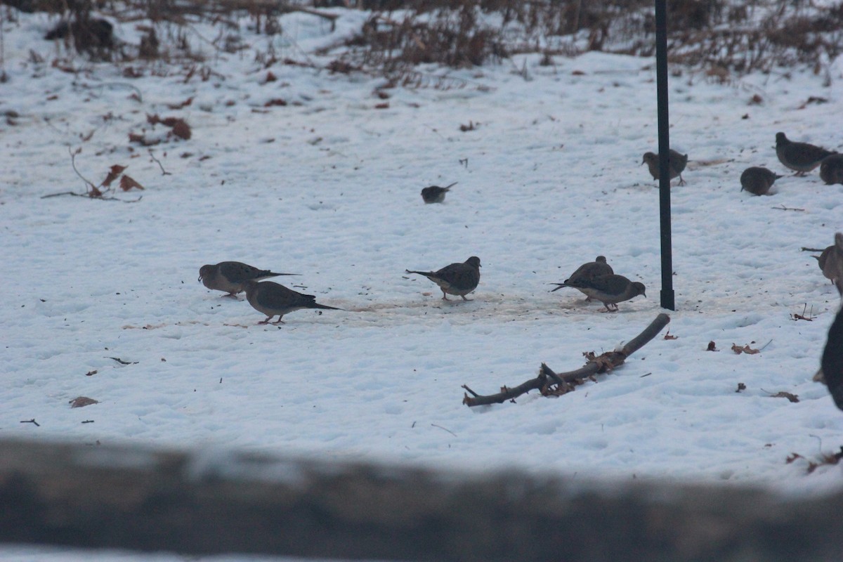 Mourning Dove - ML646920717