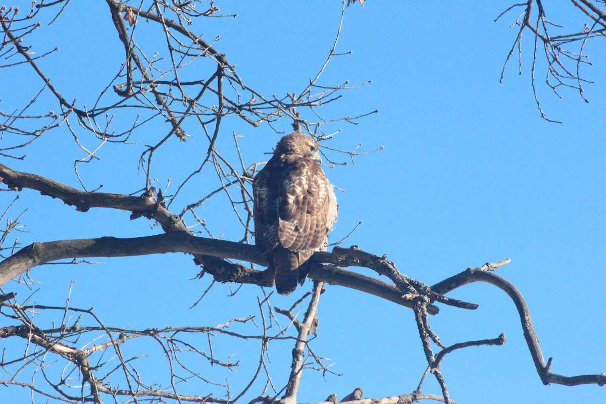 Red-tailed Hawk - ML646920733