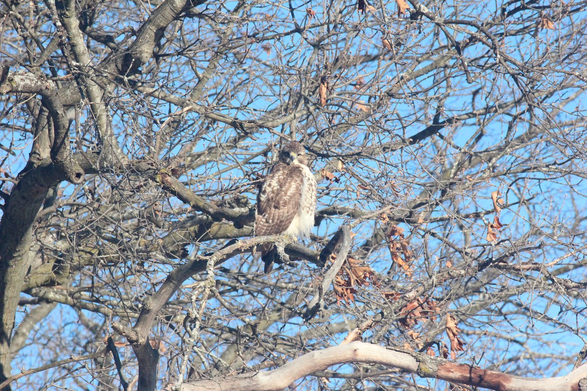 Red-tailed Hawk - ML646920734