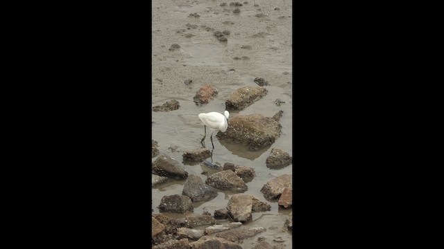 Little Egret - ML646920735