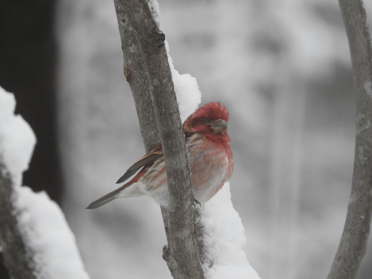 Purple Finch - ML646920741