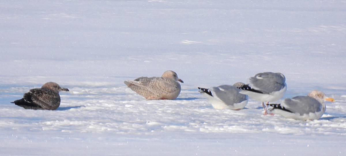 Мартин гренландський - ML646920743